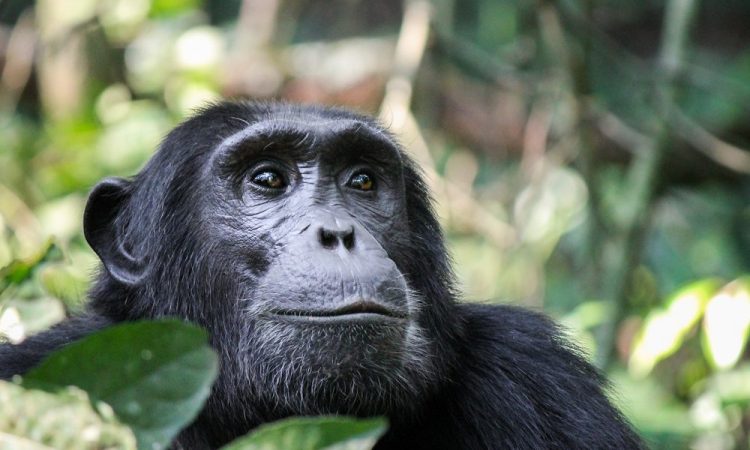 Gombe Stream National Park